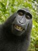 Em julho de 2011, um fotgrafo se surpreendeu com as imagens feitas por um macaco da espcie Macaca nigra, que roubou sua cmera e acabou fazendo um 'sorridente' autorretrato em um pequeno parque nacional na ilha de Sulawesi, na Indonsia. (Foto: Wild Monkey/David Slater/Caters News)