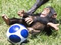 Em junho de 2010, um filhote de chimpanz foi flagrado se divertindo no zoolgico de Ramat Gan, em Israel. (Foto: AP)