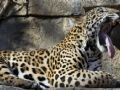 Jaguar chamado 'Lucha' foi flagrado no dia 23 de fevereiro bocejando no jardim zoolgico da Filadlfia, nos EUA. (Foto: Alex Brandon/AP)