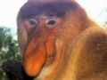 A natureza  cheia de belezas, certo? Segundo o site WTF Evolution, existem tambm muitos bichos assustadoramente feios. Eles fizeram uma lista com os bichos que consideram mais estranhos. Veja se voc concorda! Esse  o macaco-narigudo e ele foi um dos primeiros a entrar para a lista!