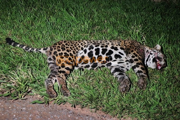 Ona pintada morre aps ser atropelada por carro em rodovia de Mato Grosso