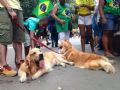 Cachorros na manifestao da Avenida Paulista neste domingo (Foto: Paulo Toledo Piza/G1)