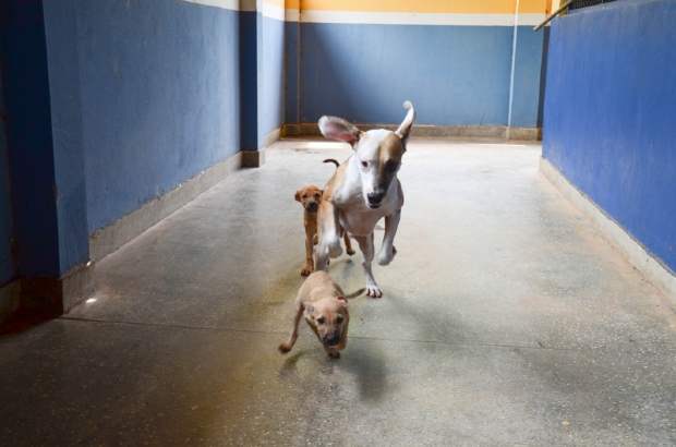 Cuiab tem cerca de 14 mil animais abandonados; Diretoria de Bem-estar resgata e castra