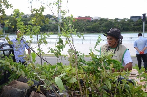 Mais de 3,5 mil mudas de rvores comeam a ser plantadas nesta sexta-feira