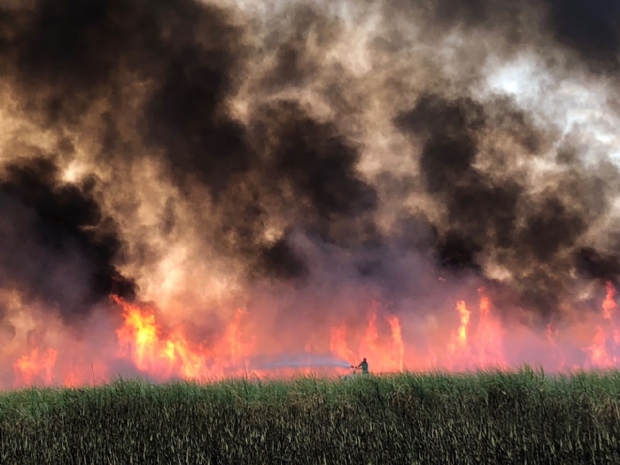 ​Incndio em canavial atinge cerca de 200 hectares de vegetao