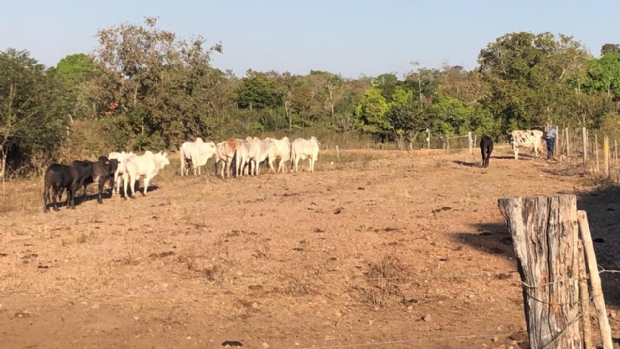 Gado roubado de fazenda de prefeito  recuperado pela polcia