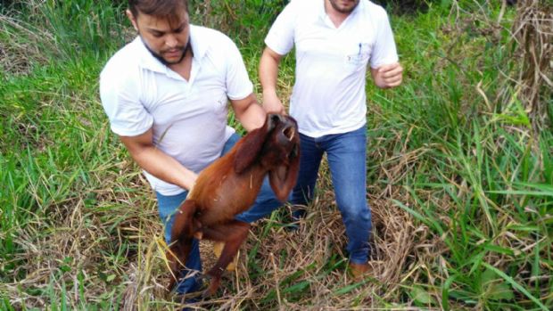 Motoristas se mobilizam na tentativa de salvar macaco atropelado em rodovia de MT