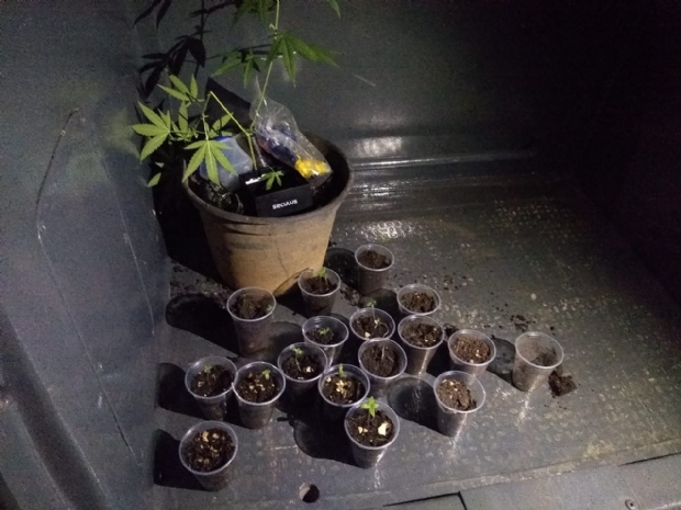 Dois so presos com 18 mudas de maconha cultivadas dentro de casa