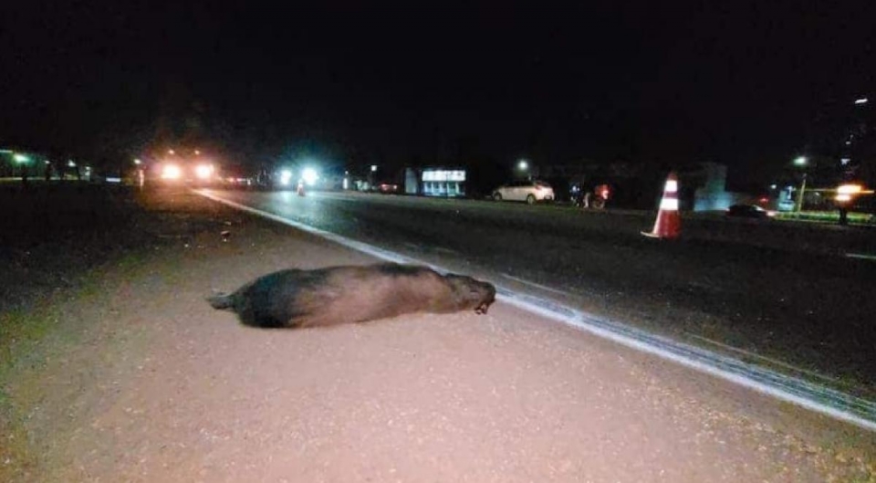 Motociclista fica ferido aps atingir capivara que atravessava trecho da BR-163