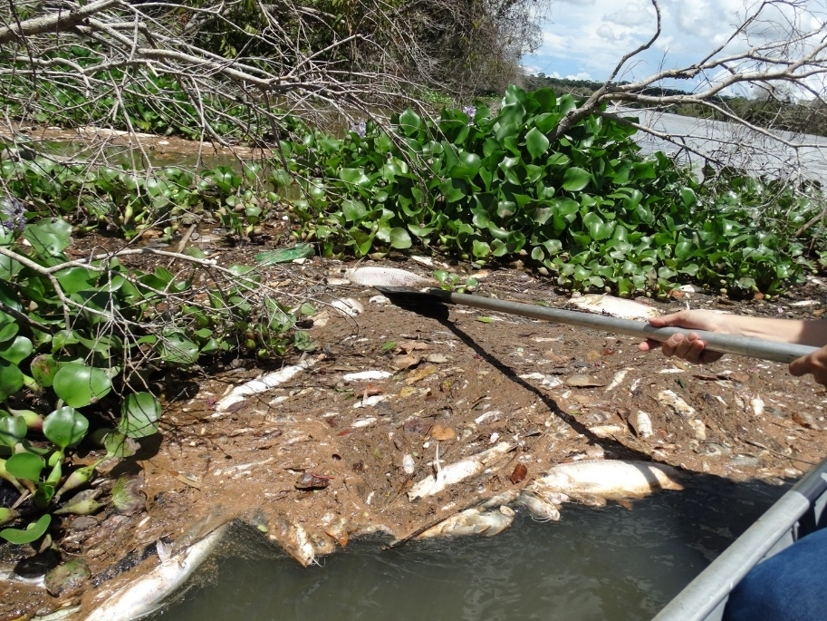 Sema investiga morte de peixes no rio Teles Pires prximo  usina de Sinop