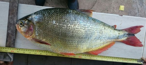 Pescaria no Rio Manso pode render a morador de MT recorde mundial;  entenda 