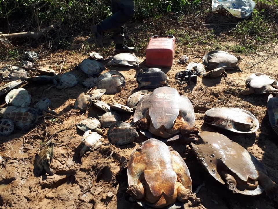 Estado flagra caa ilegal e devolve mais de 250 tartarugas-da-amaznia  natureza; veja vdeo