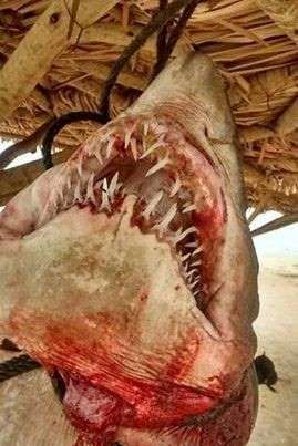 Tubaro de quase 3 metros fica preso na rede de pescadores