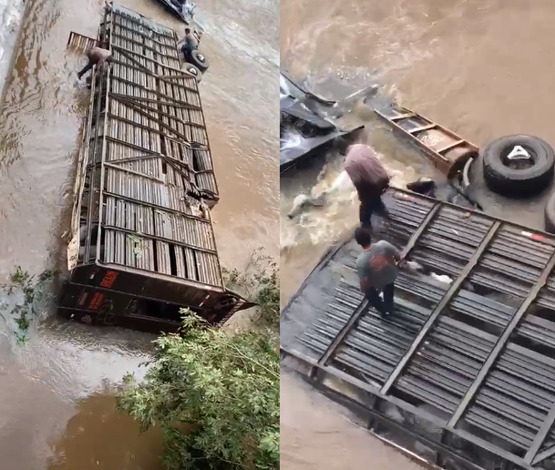 Carreta que transportava bois cai em rio e animais morrem afogados;  vdeos 