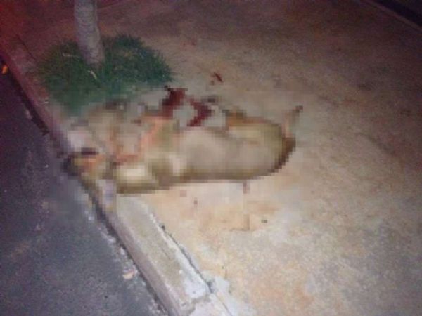 Animal foi morto a facadas por comerciante no interior de So Paulo