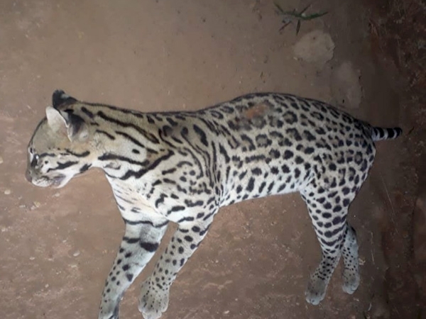 Motociclista atropela e mata jaguatirica; condutor no conseguiu desviar do animal