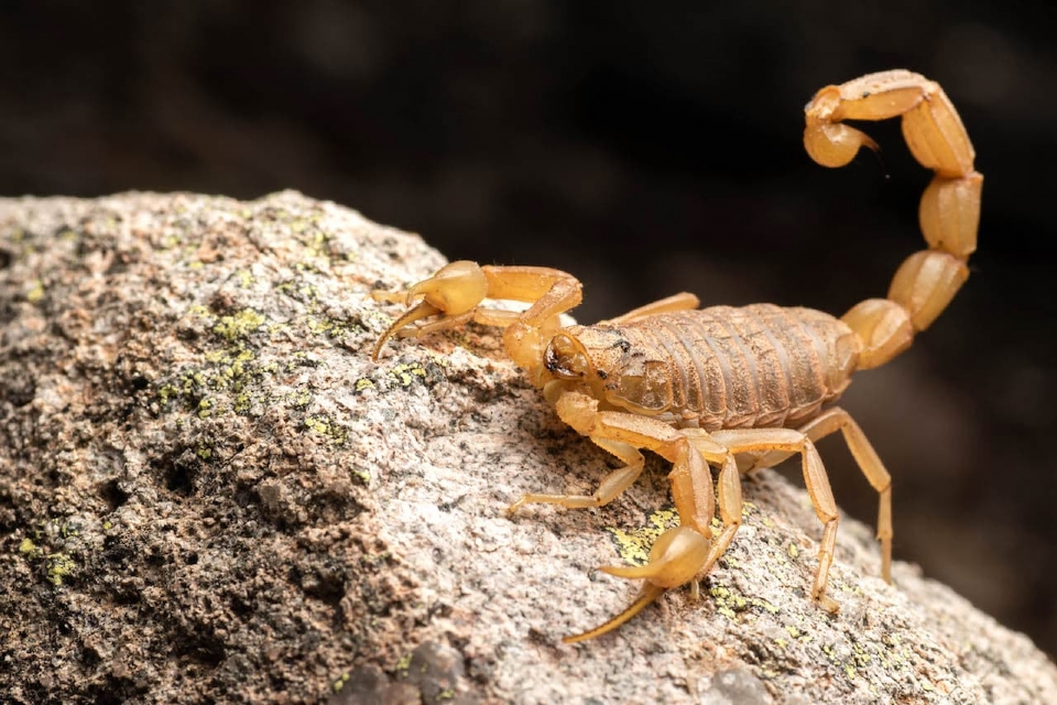 Cuiab registrou quase 700 picadas de escorpio e serpentes ao longo de 2021