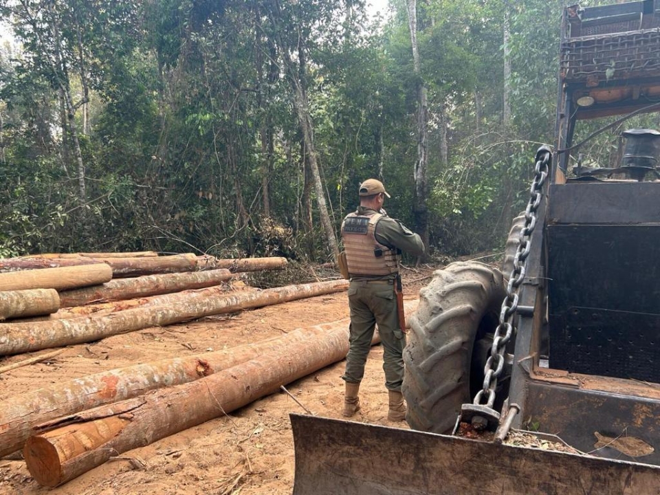 Operao Escudo Verde combate extrao ilegal de madeira no norte de Mato Grosso