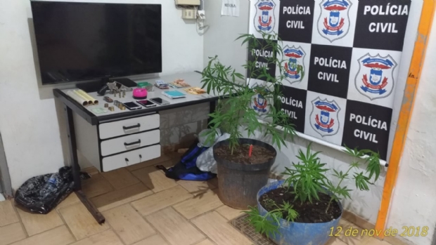 Polcia prende famlia que cultivava e comercializava drogas; ps de maconha apreendidos