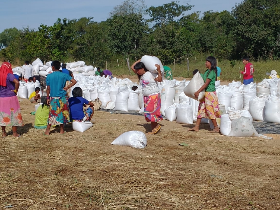 Indgenas colhem 82 toneladas de arroz em Alto Boa Vista com apoio da Empaer