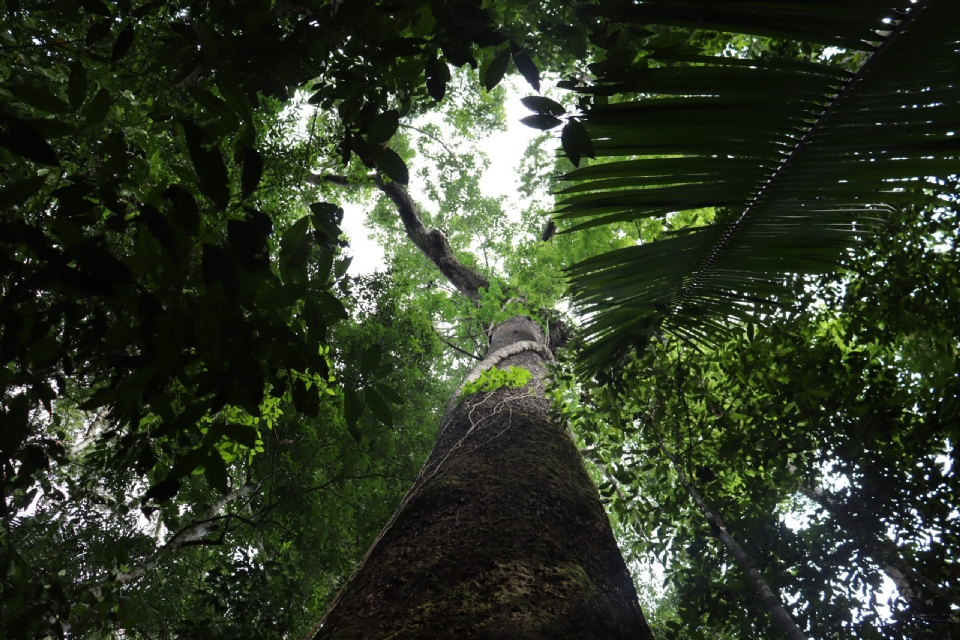 Estudo mostra que Programa REM em Mato Grosso evitou 160 mil hectares de desmatamento no estado