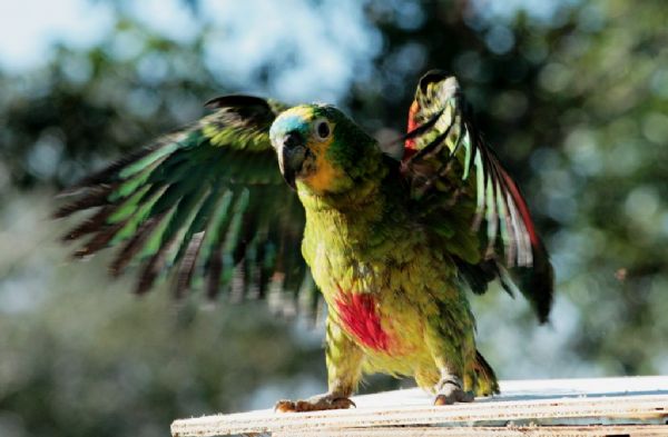 112 papagaios so devolvidos  natureza em reas localizadas em MT