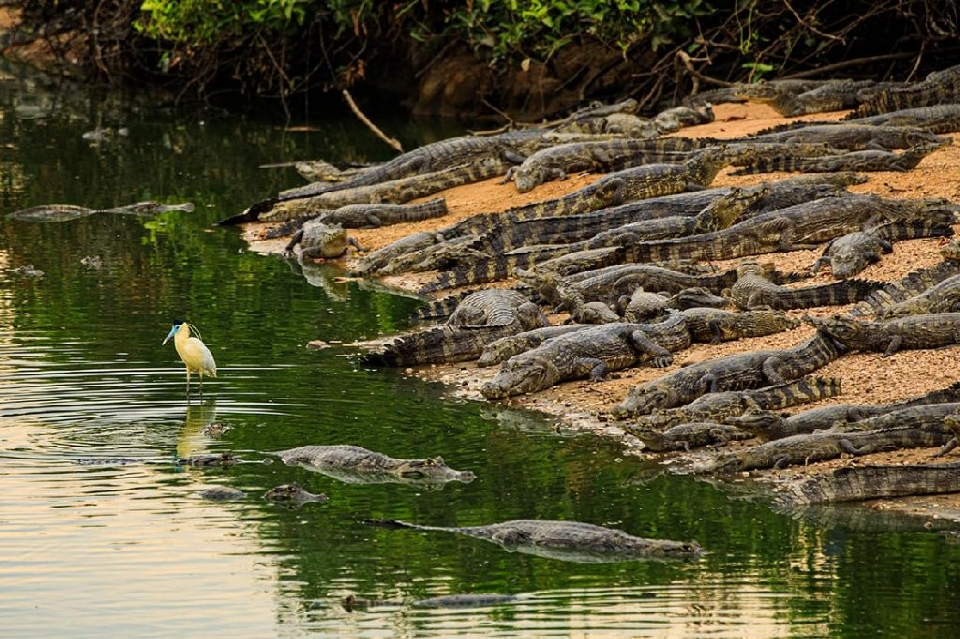Mato Grosso reduz 93% de focos de calor no Pantanal, refora efetivo e distribui at gua para animais