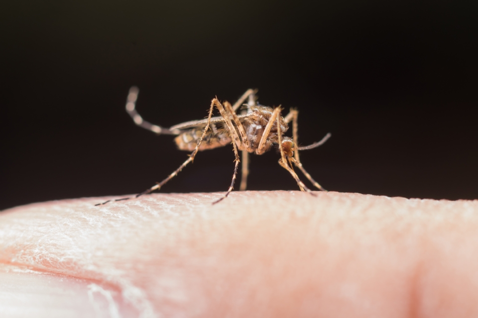 MT tem reduo de 89% dos casos graves de malria entre 2019 e 2022 aps aes do governo