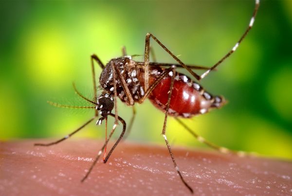 Casos de dengue aumentam entre 1 de janeiro a 11 de outubro de 2012