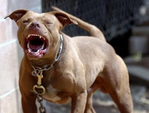 Mulher ameaa soltar pitbulls para atacar vizinha que cortou galhos de rvore