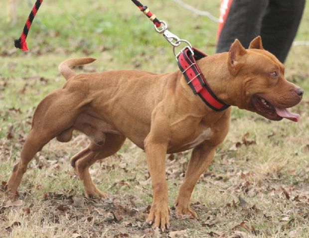 Menino de oito anos fica gravemente ferido aps ser atacado por quatro pitbulls