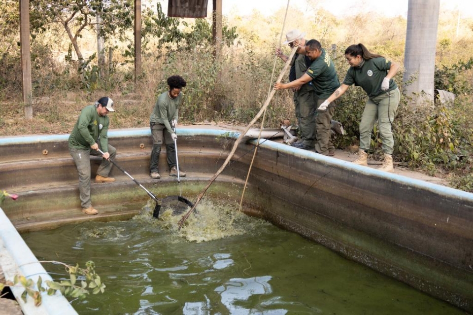 Oito jacars so resgatados em pousada desativada no Pantanal; veja vdeos