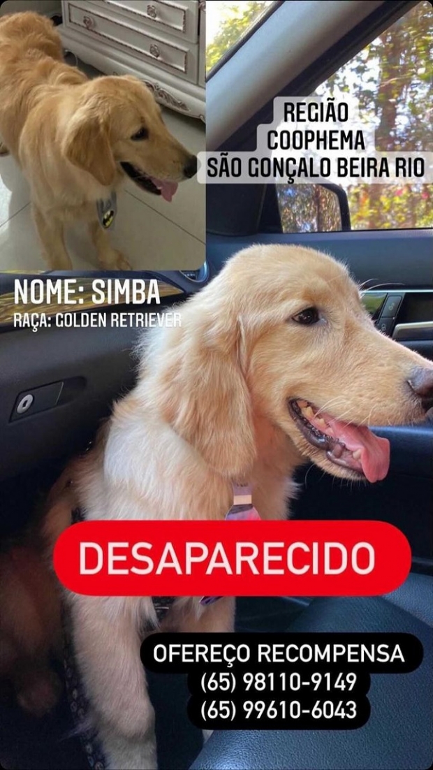 Co da raa Golden Retriever desaparece e dono oferece recompensa para quem encontr-lo