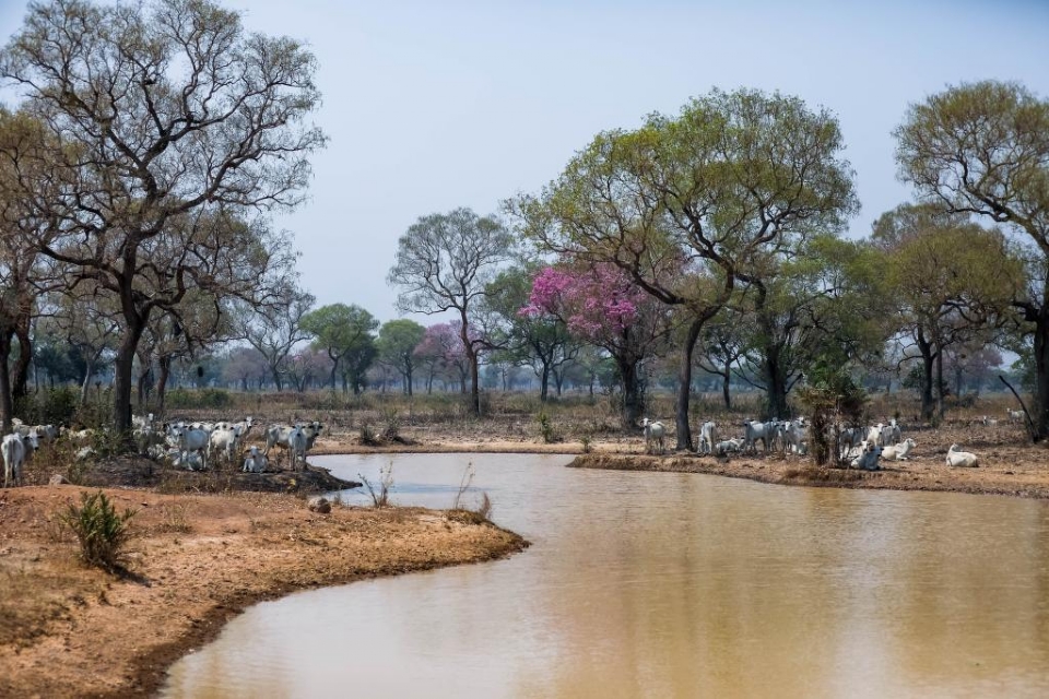 Governo de Mato Grosso afirma que animais esto em boas condies apesar da seca no Pantanal