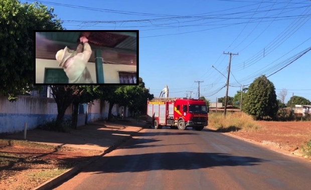 Casal de idosos  atacado por abelhas africanas e Bombeiros levam trs horas para retir-las