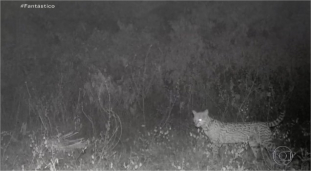 Fantstico mostra animais que sobreviveram no Pantanal e desafios da tragdia