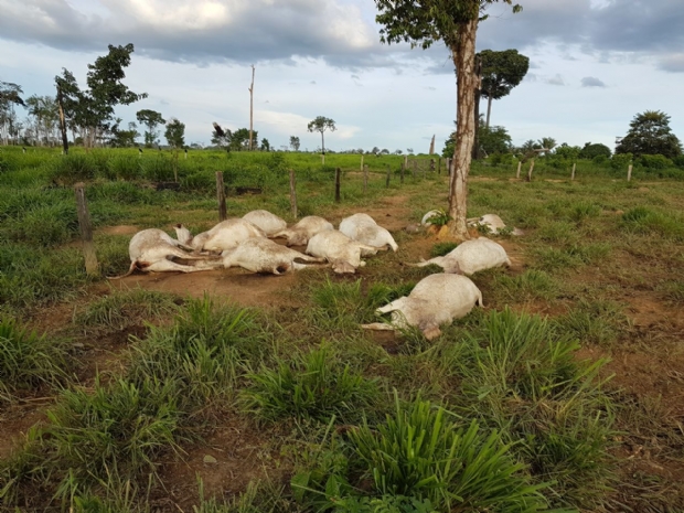 Raio mata 11 cabeas de gado em Mato Grosso e proprietrio estima prejuzo de R$ 20 mil