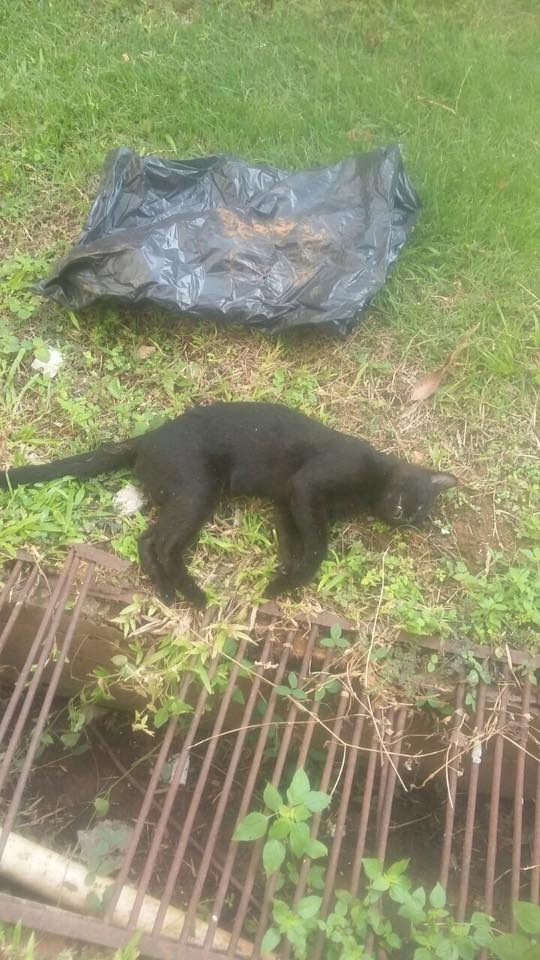 Grupo denuncia suposto envenenamento de gatos na UFMT e organiza protesto