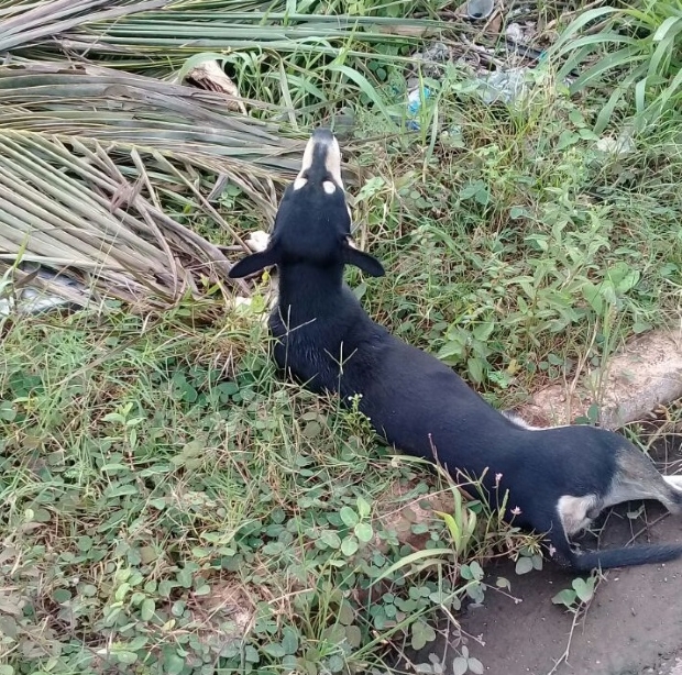 Protetora precisa de ajuda para custear R$ 5 mil de cirurgia em cachorro com fratura na coluna