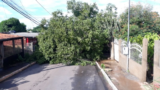 Chuva derruba rvores, alaga ruas, avenidas e causa transtorno em diversos bairros