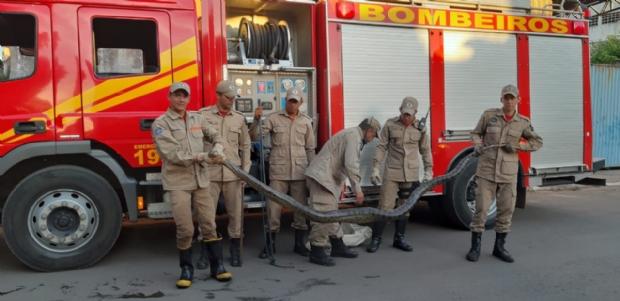 Moradores encontraram jiboia de quase quatro metros em Vrzea Grande;   veja vdeo