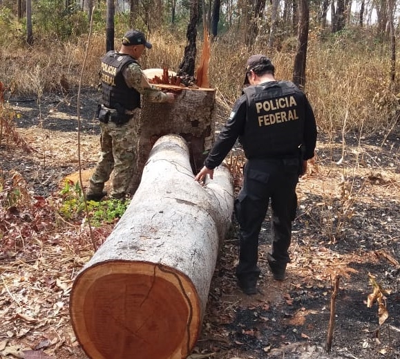 PF e Ibama deflagram operao contra desmatamento e queimadas em reserva indgena
