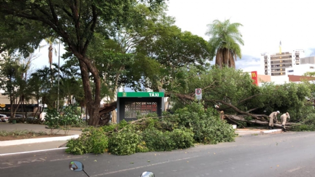Ventania derruba duas rvores e fecha trecho de via no Centro de Cuiab