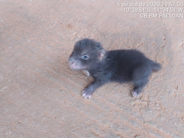 Ameaado de extino, cachorro-do-mato-vinagre  encontrado em rodovia por caminhoneiro