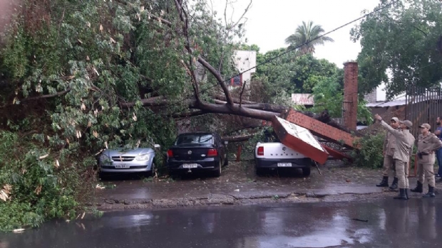 Devido  forte chuva, rvore cai sobre veculos no Hemocentro de Cuiab; veja fotos