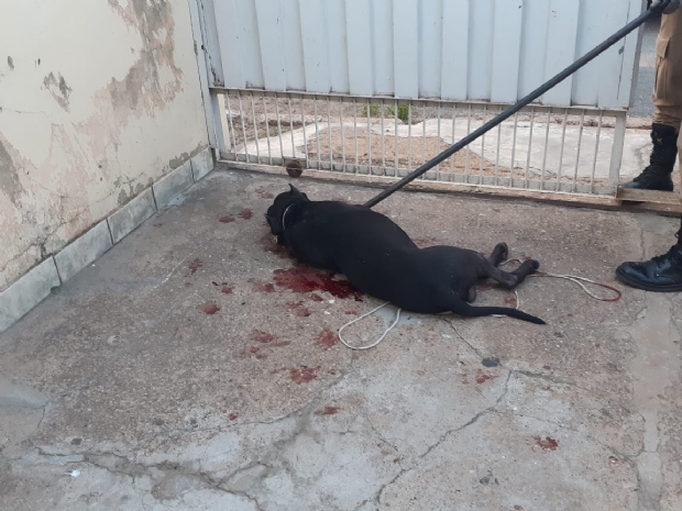 Soltos na rua, pitbulls matam trs cachorros, ferem um e avanam em mulher;  fotos 