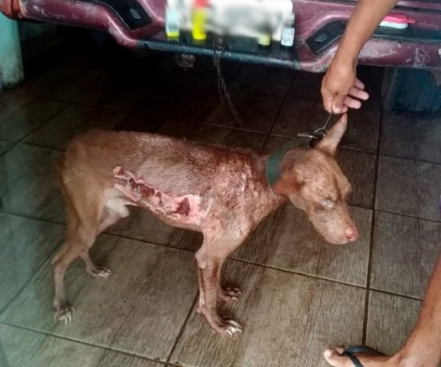 Mulher joga gua quente em cachorro e vizinho aciona PM ao flagrar animal queimando