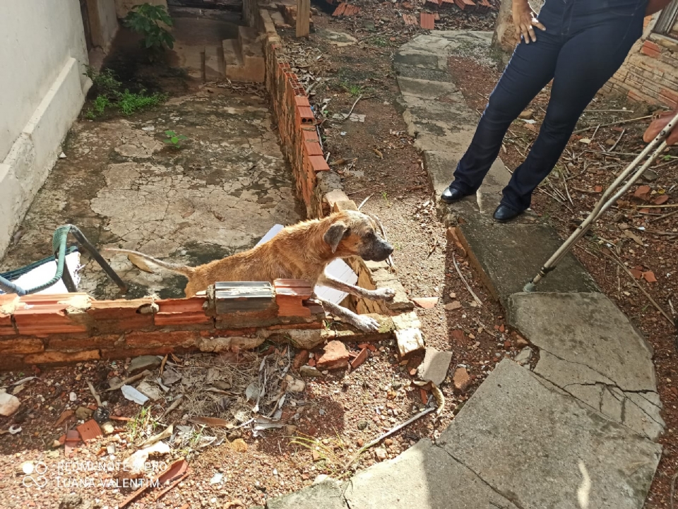 Defensores encontram cachorro com doena grave aps denncia de maus-tratos em Cuiab