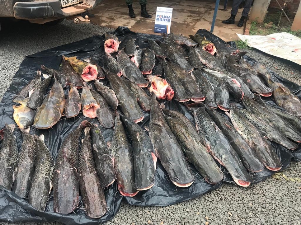 Dois homens so presos transportando ilegalmente cerca de 400 kg de pescado na piracema