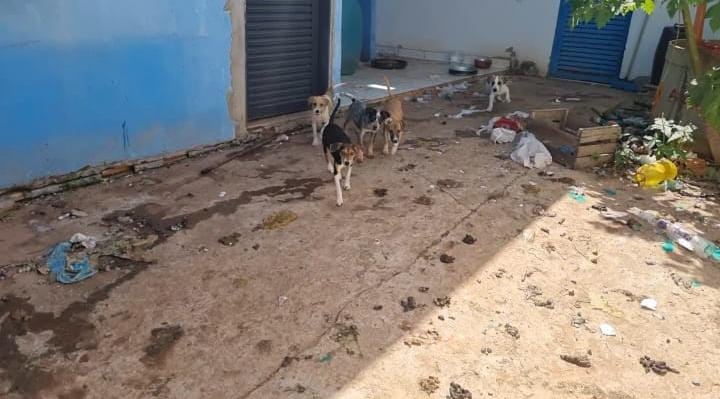 Moradora do bairro Jardim Industririo foi presa em flagrante por maus tratos a animais